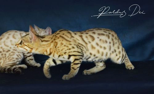 chat bengal